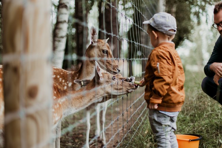 boy feeding animals at zoo