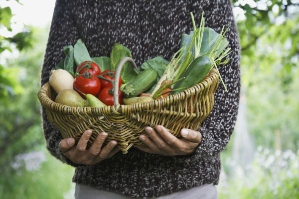 grow your own food to eat healthy on a budget