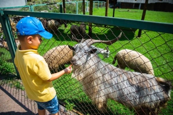 gift ideas that are experiences, child feeding goat