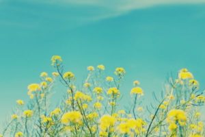 flowers are one of simple life pleasures