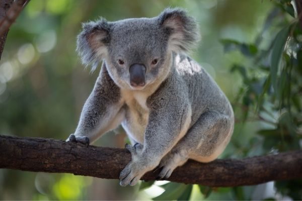 Koala on a branch: trivia for kids questions