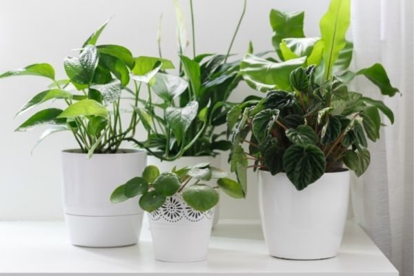house plants: best morning habits for depression