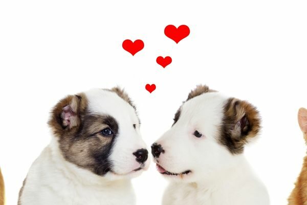 puppies, animals Valentine's Day quotes for kids phrases