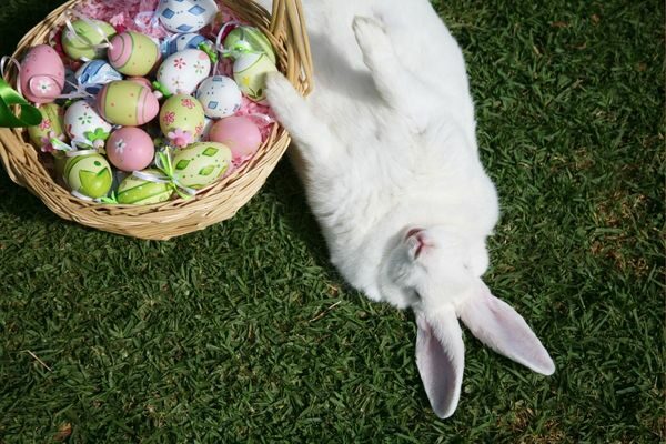 Bunny rabbit and eggs