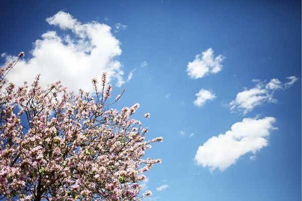 tree blooming and blue sky with white clouds