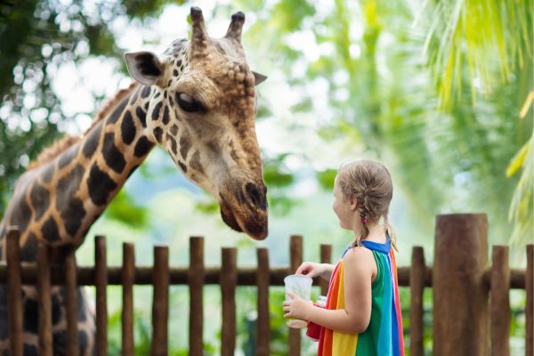 young girl feeding a giraffe