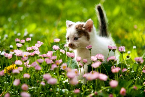 kitten walking in grass and flowers; best list of favorite things questions