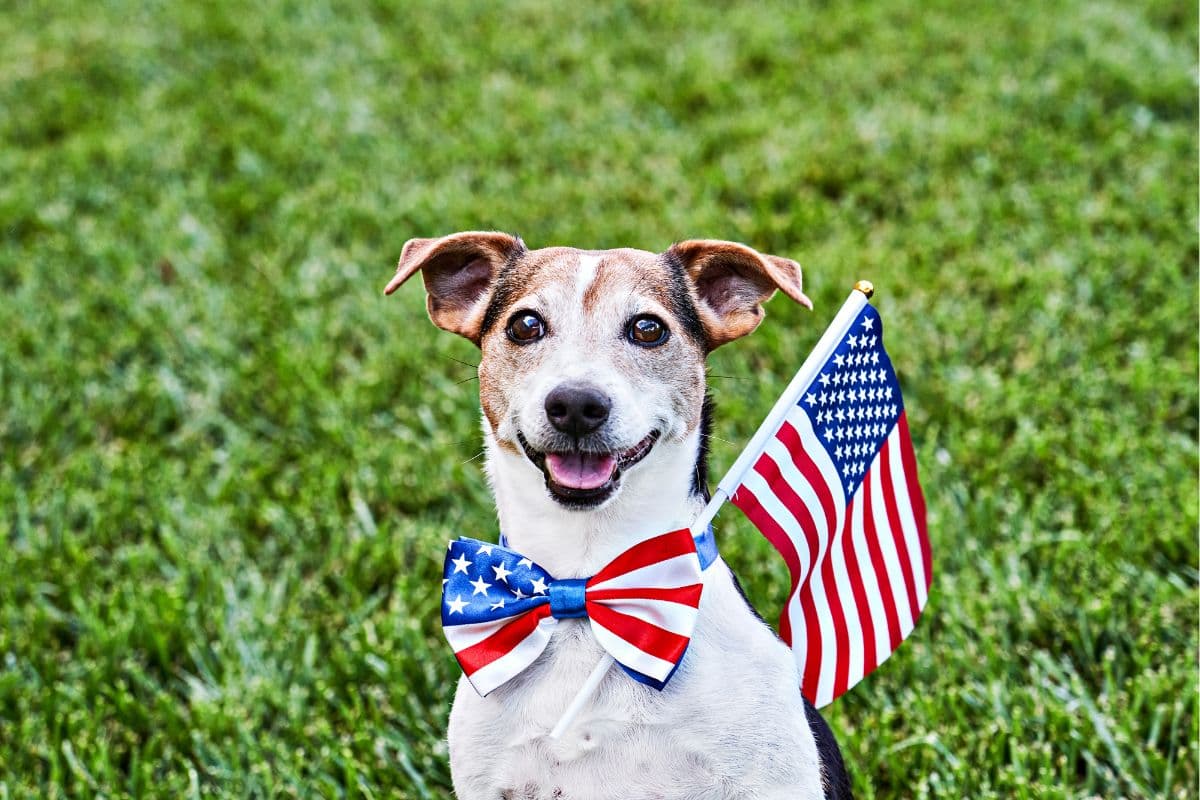 dog with american flag and tie