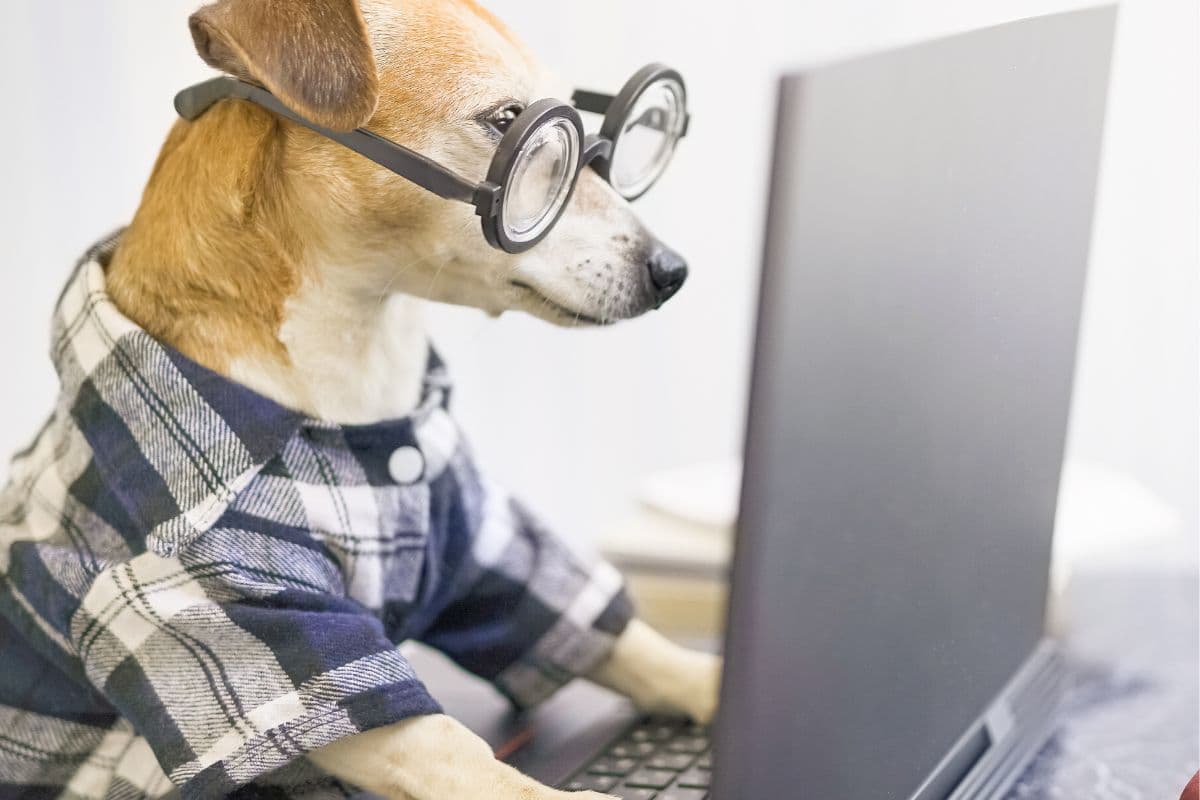 dog with glasses looking at the computer