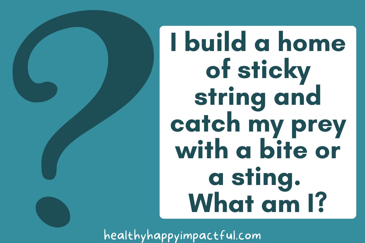 spider riddles; guess the animal riddles examples