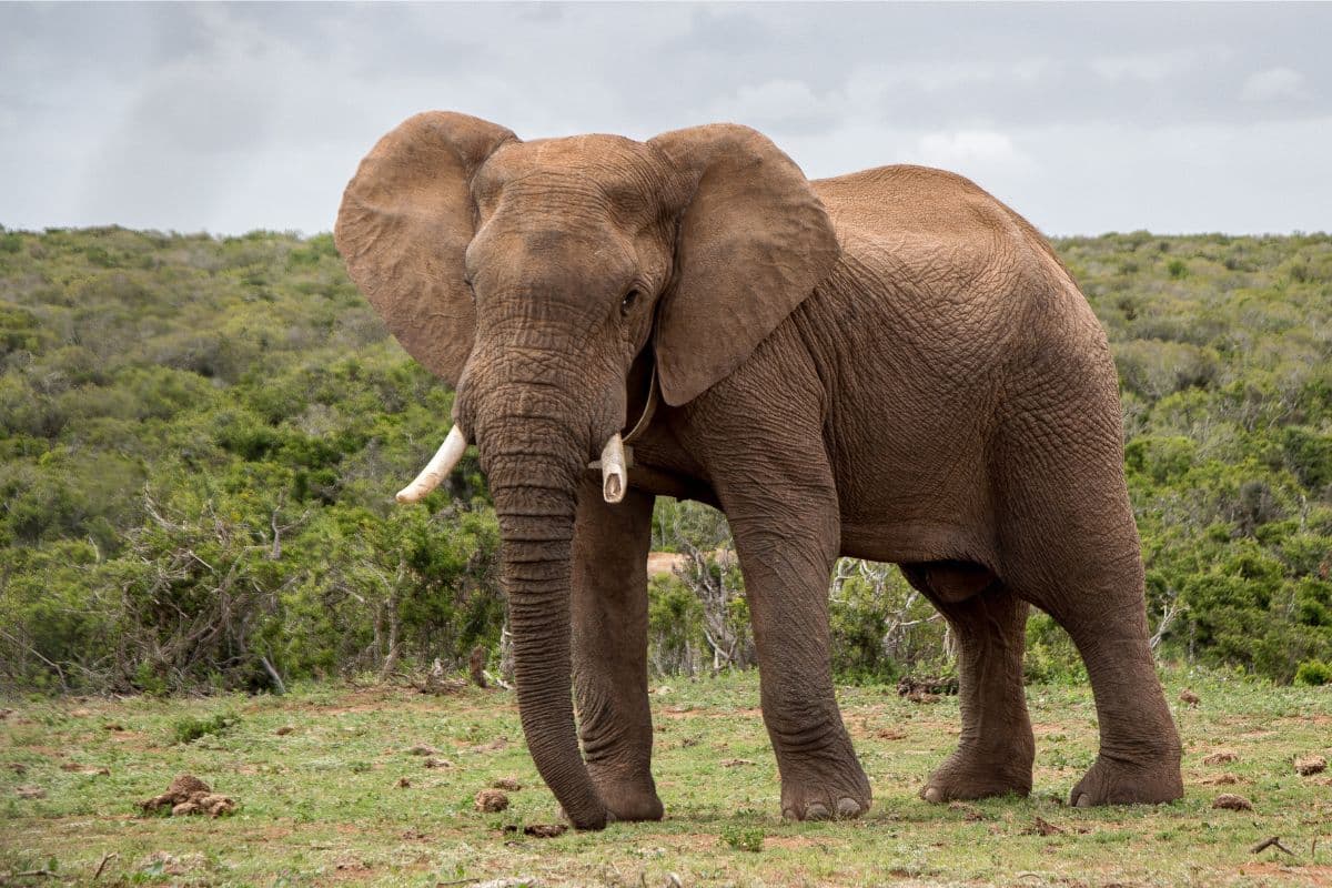 elephant walking on safari