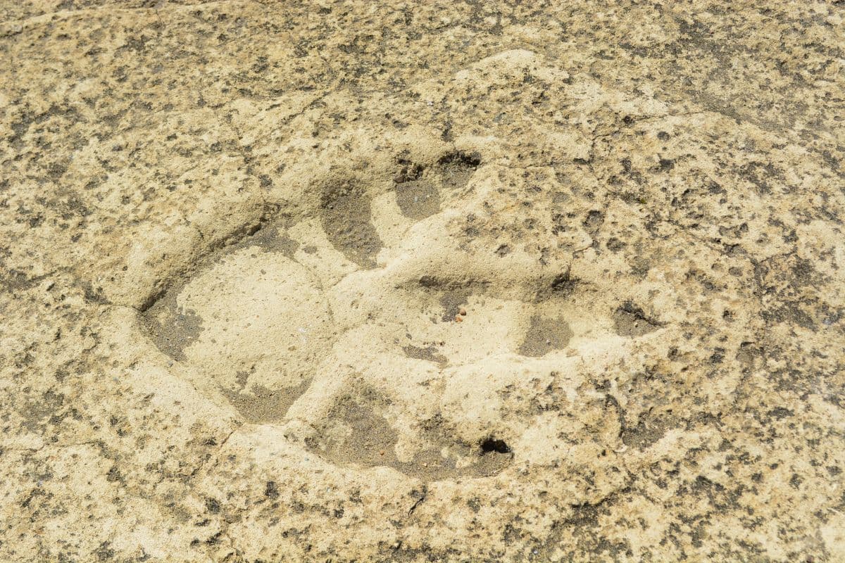 dinosaur footprint, riddles
