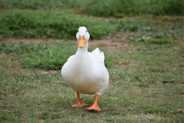 white duck walking