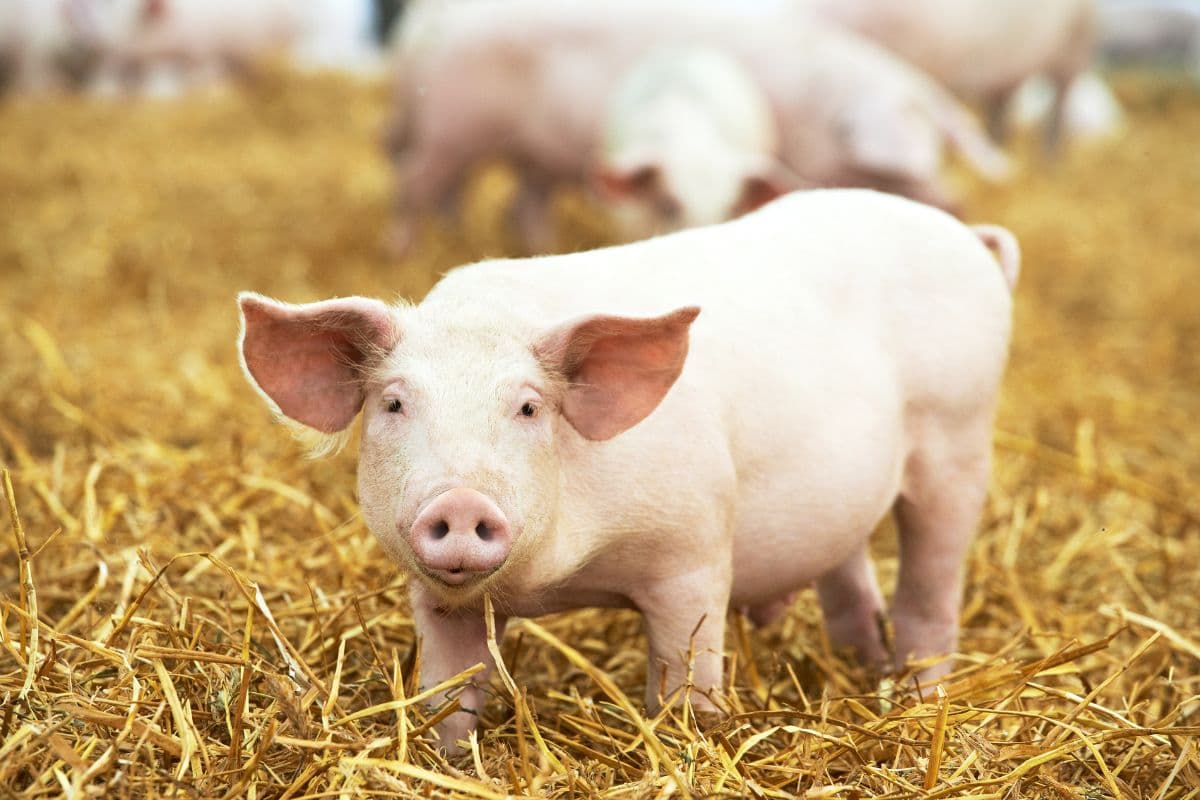 pig in hay