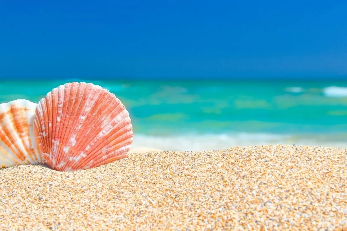 seashell in sand with the ocean in the background