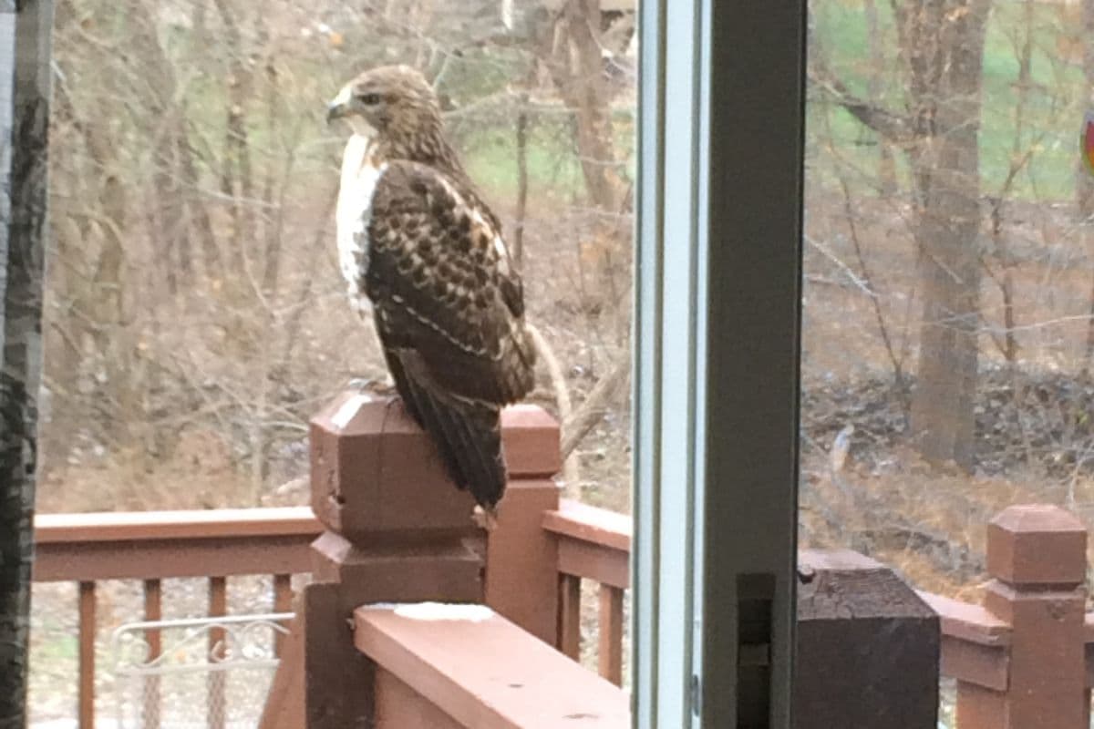 unexpected things to be grateful for: hawk outside your window