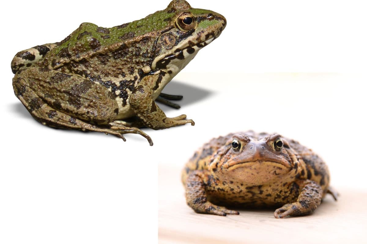 frog vs. toad