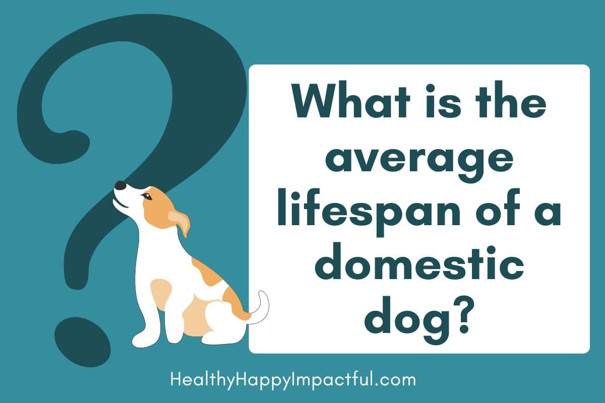 Average lifespan of a dogs