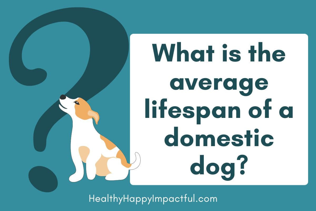 Day 10 of 31 Days of Pet Trivia: What is the lifespan of a typical