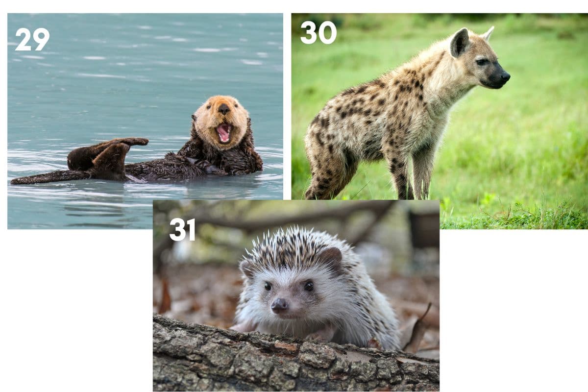 animal trivia picture quiz. Can you guess the animal?