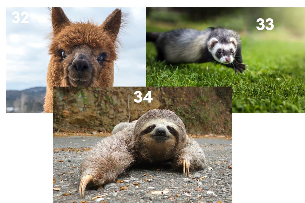 alpaca, ferrett, sloth