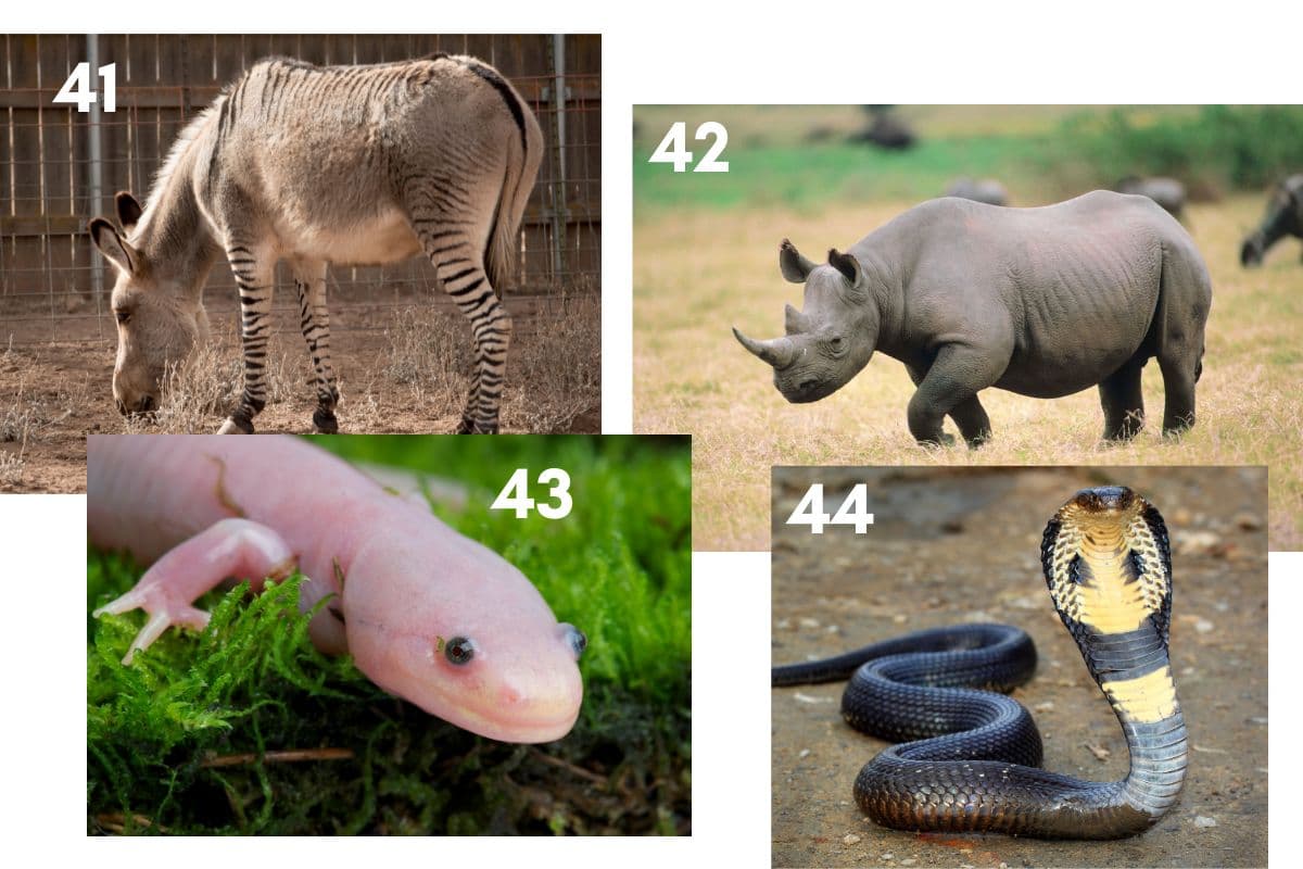 random animal trivia quiz questions with images, reptiles and wild