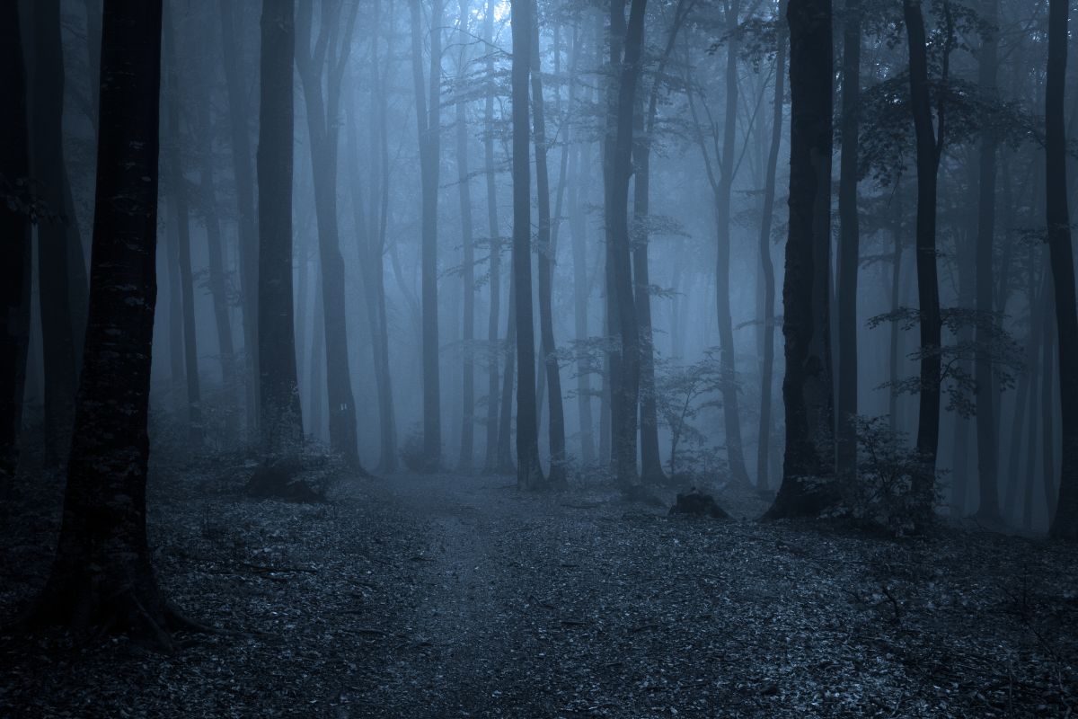dark and foggy forest