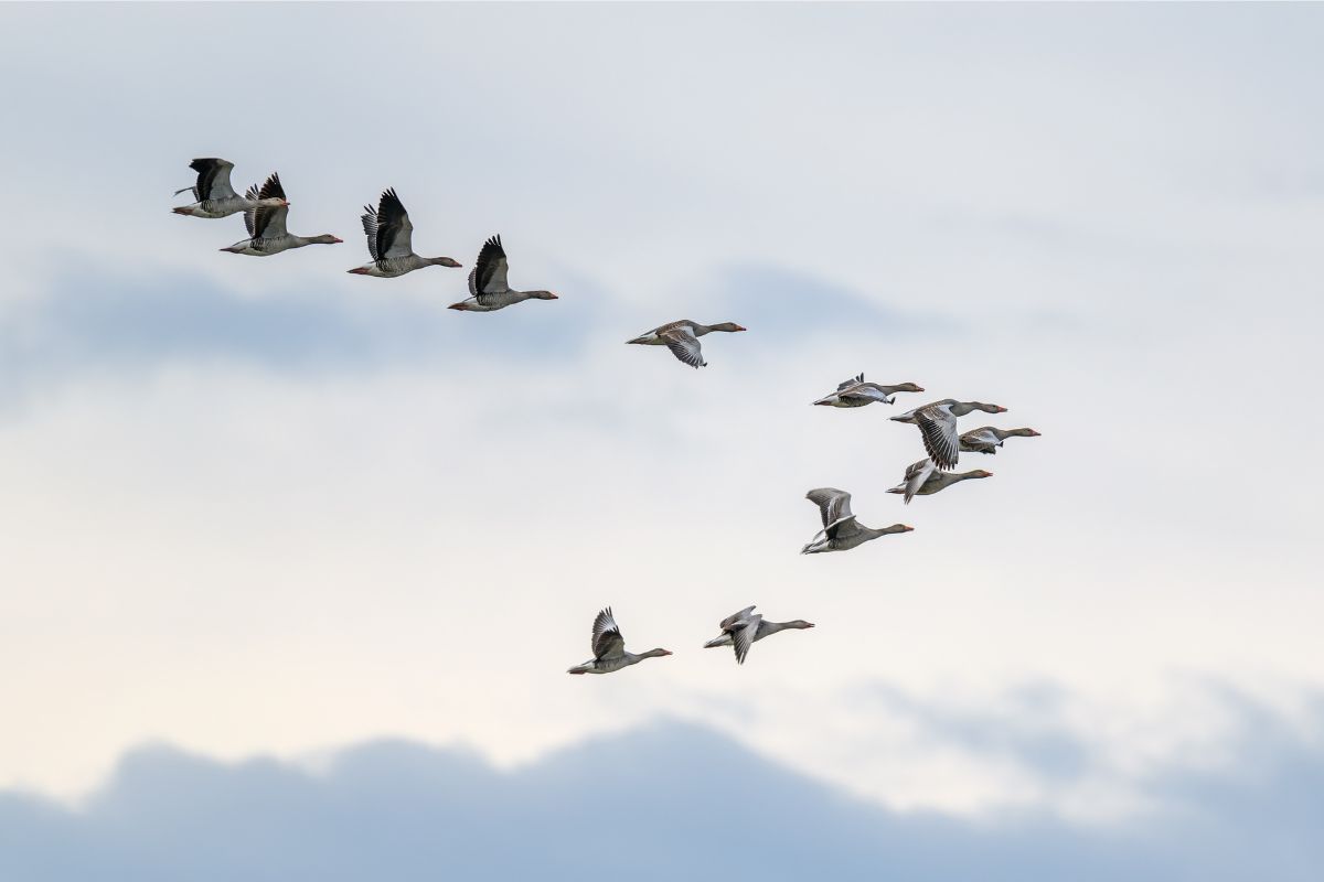 birds flying in a v formation