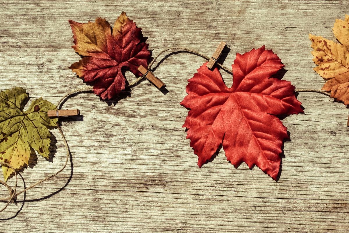 fall leaves; gratitude games and activities for adults