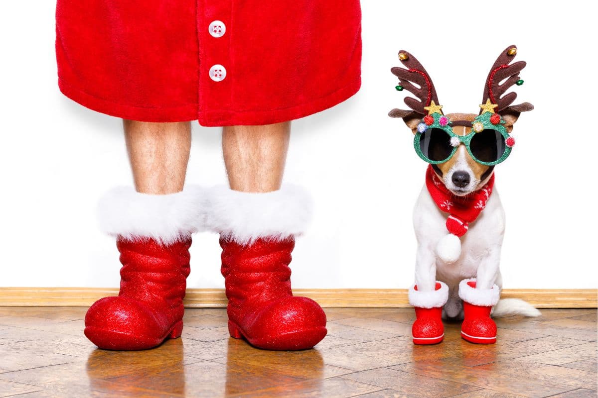 boot feet and dressed up Christmas dog