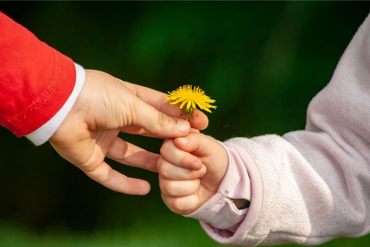 child giving an adult a dandelion