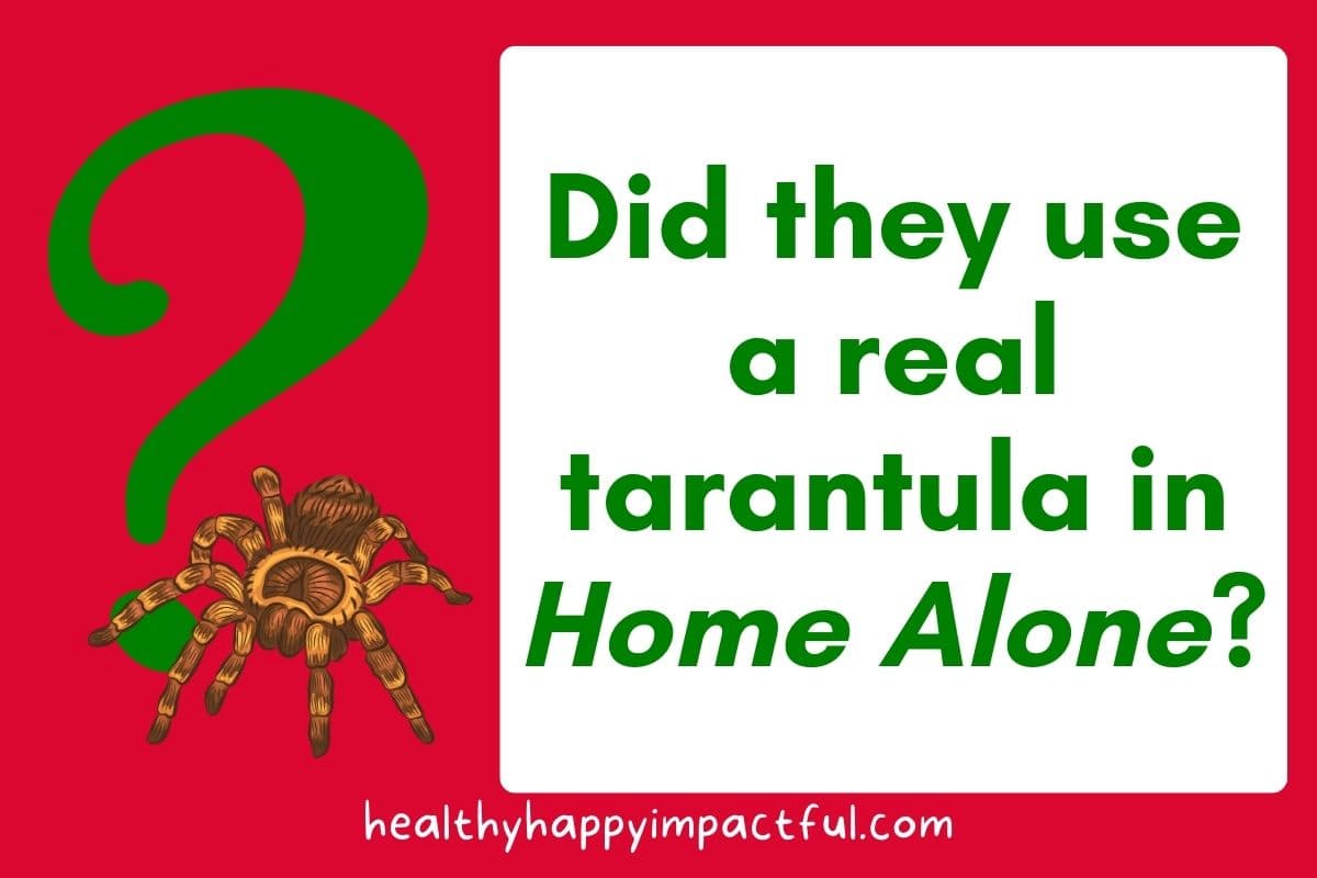picture of a tarantula