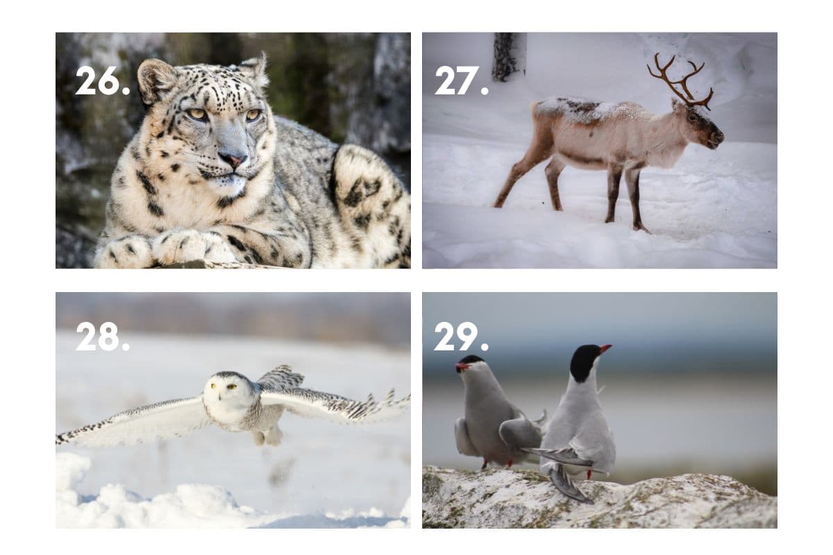 cold snowy animal trivia; picture quiz