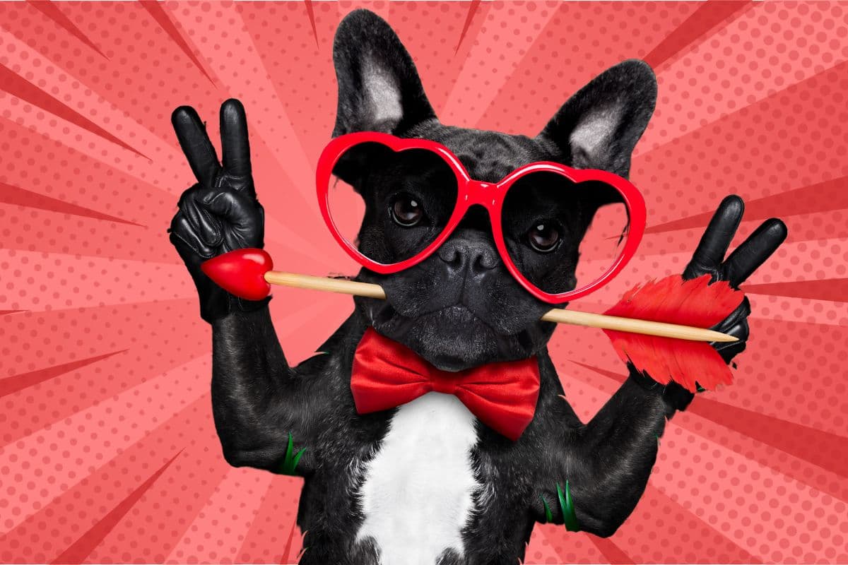 dog with rose and heart glasses and making peace signs