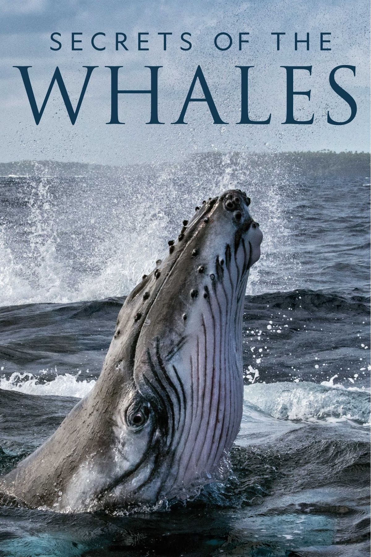 secrets of the whales
