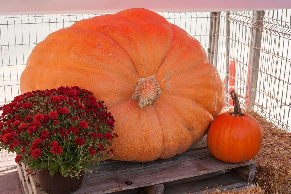 pumpkin patch fall festival party games; carnival; for kids and adults; teens; preschoolers; toddlers; elementary school; Halloween