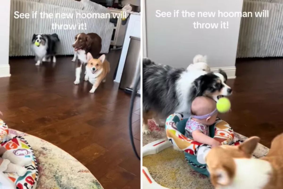 pups want to play fetch