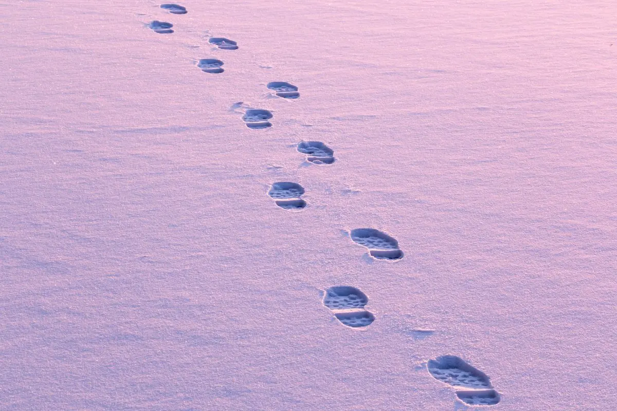 footprints in the snow