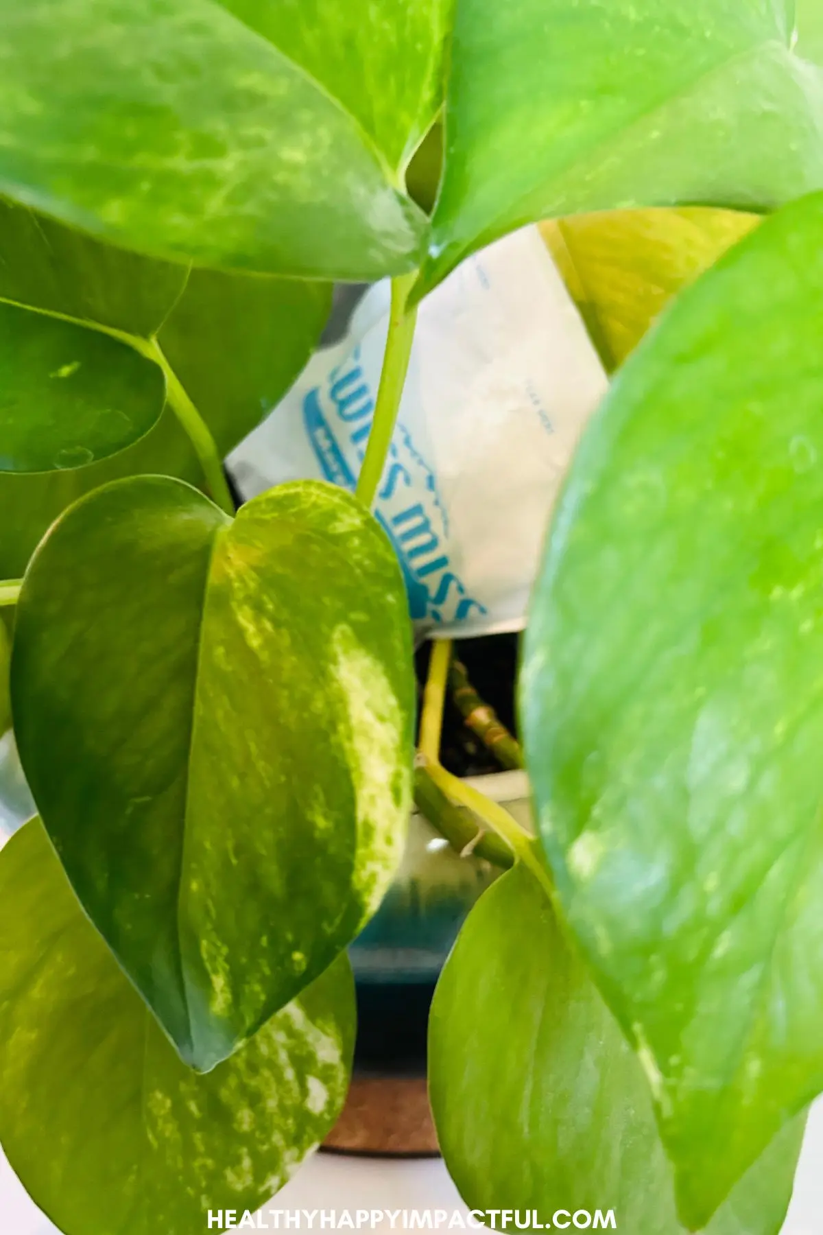 house hunt winter games at home, inside